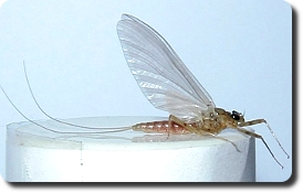 Stonefly